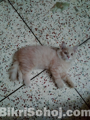 High quality female Persian Kitten for sale.